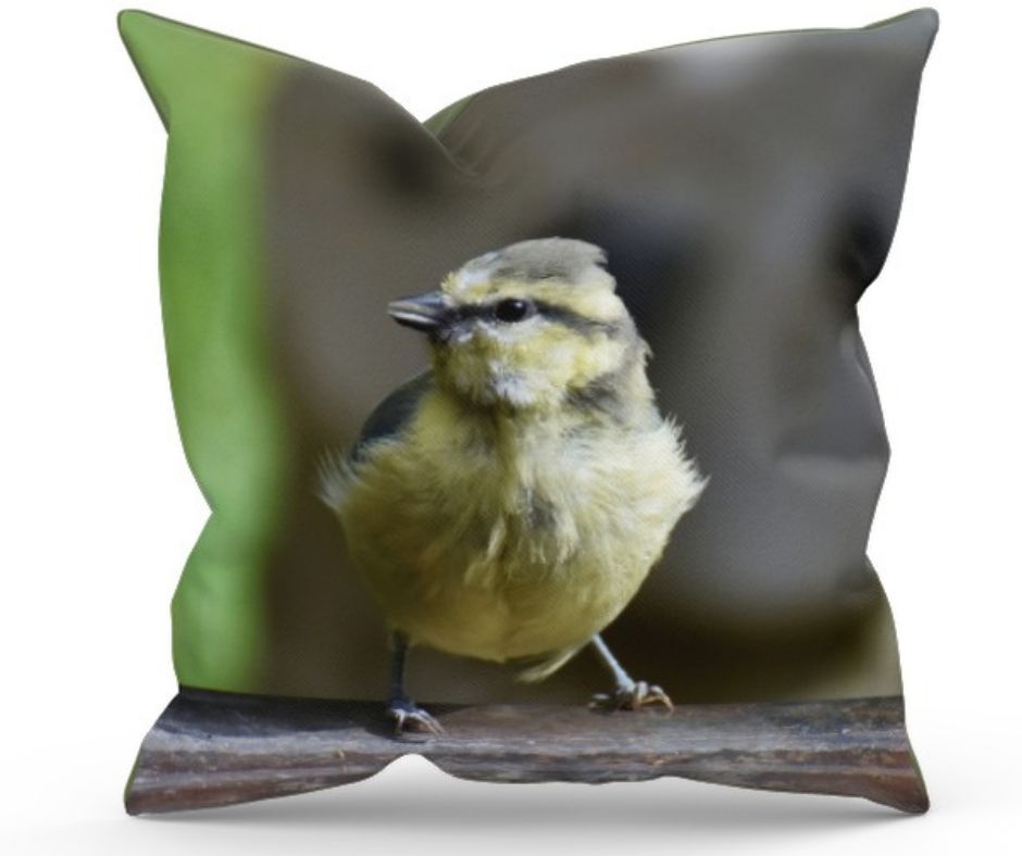 Cushion